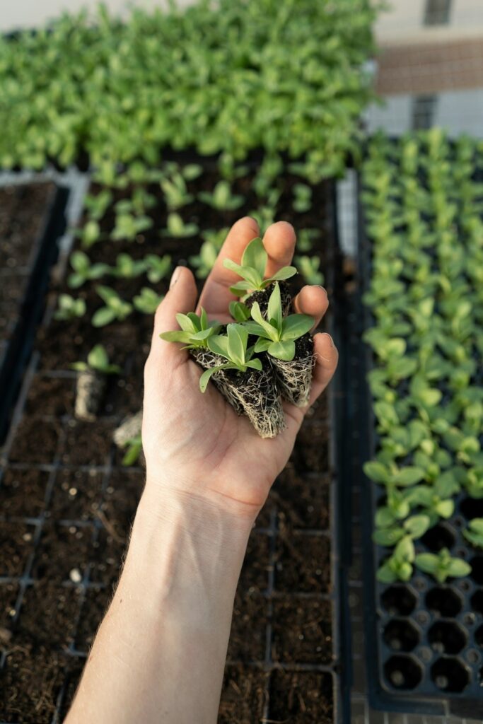 plant